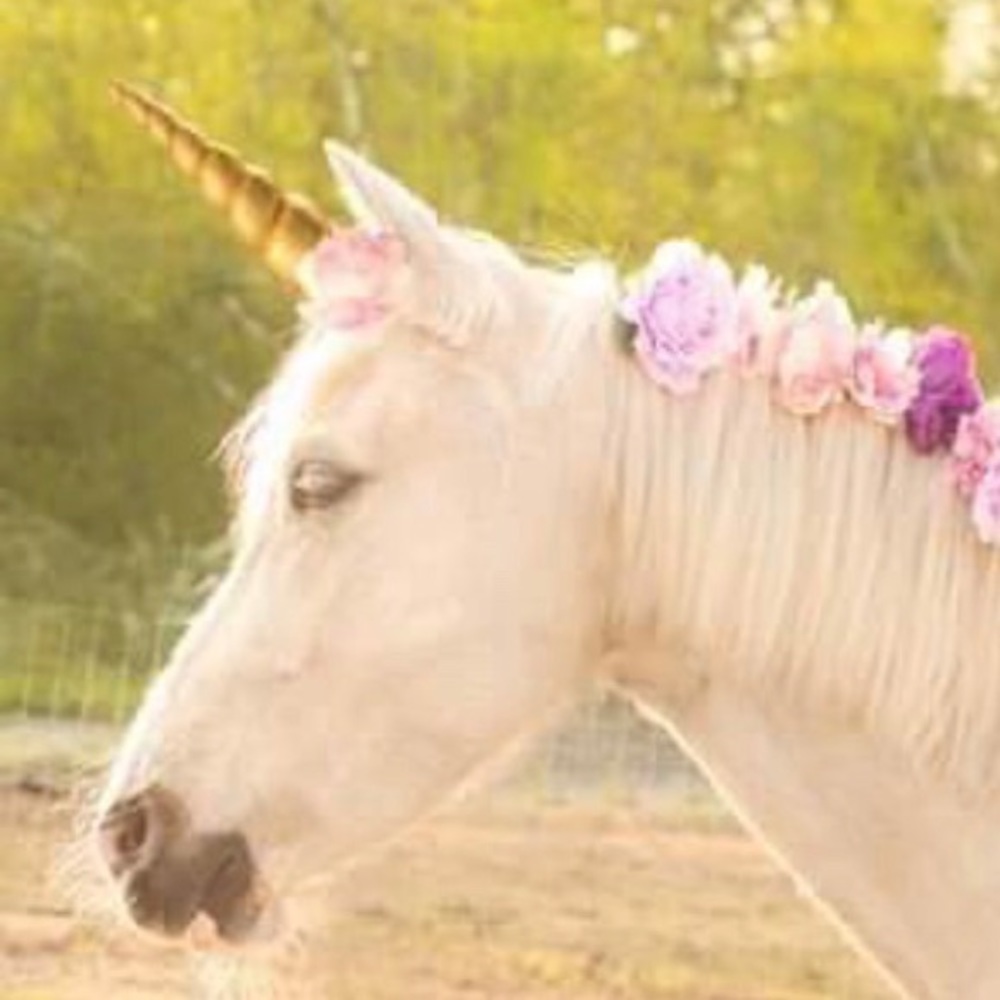 Meet your Posher, Pink Moose Boutique * POSH AMBASSADOR *